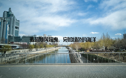 麦苗随风摇曳, 宛如绿色的海洋